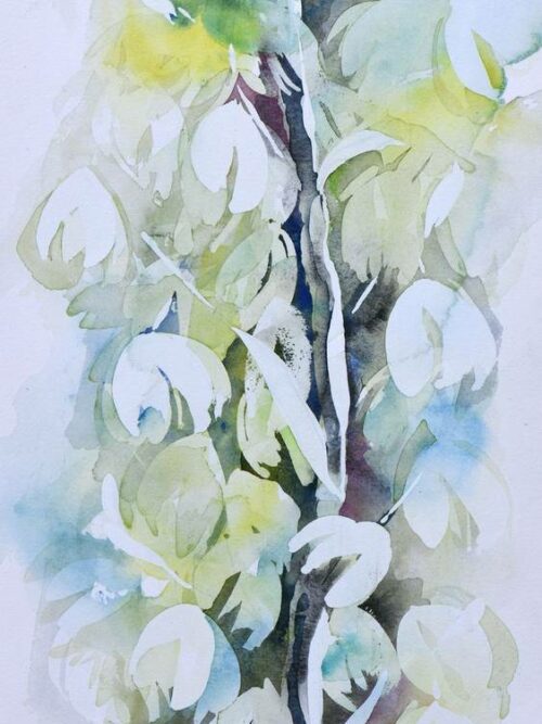Yucca 1