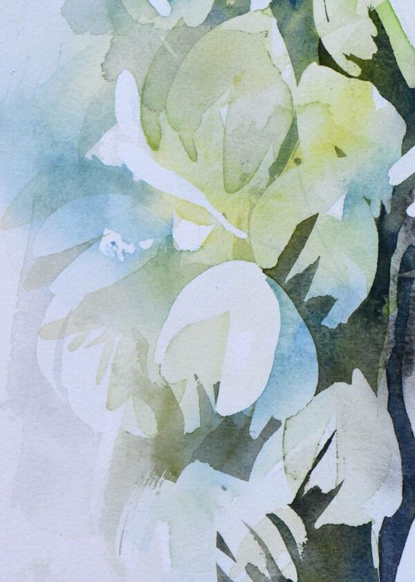 Yucca 1 – Image 5