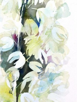 Yucca 2