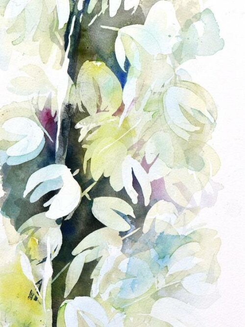 Yucca 2