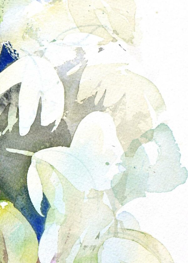 Yucca 2 – Image 3