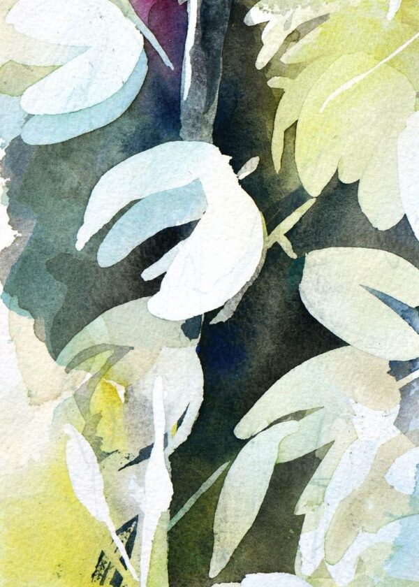 Yucca 2 – Image 4