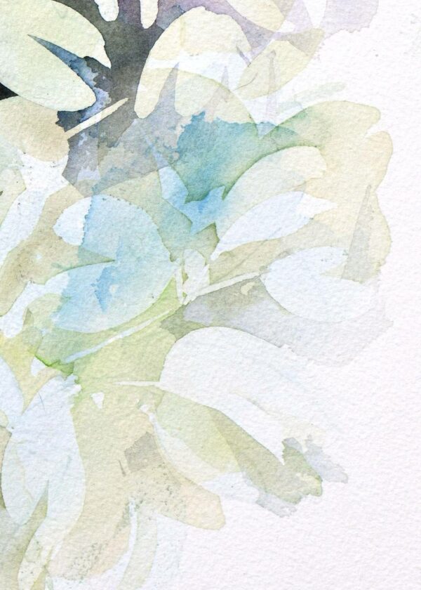 Yucca 2 – Image 5