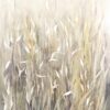 Herbes folles