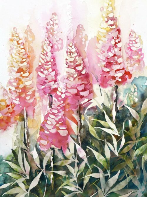 Lupins des montagnes