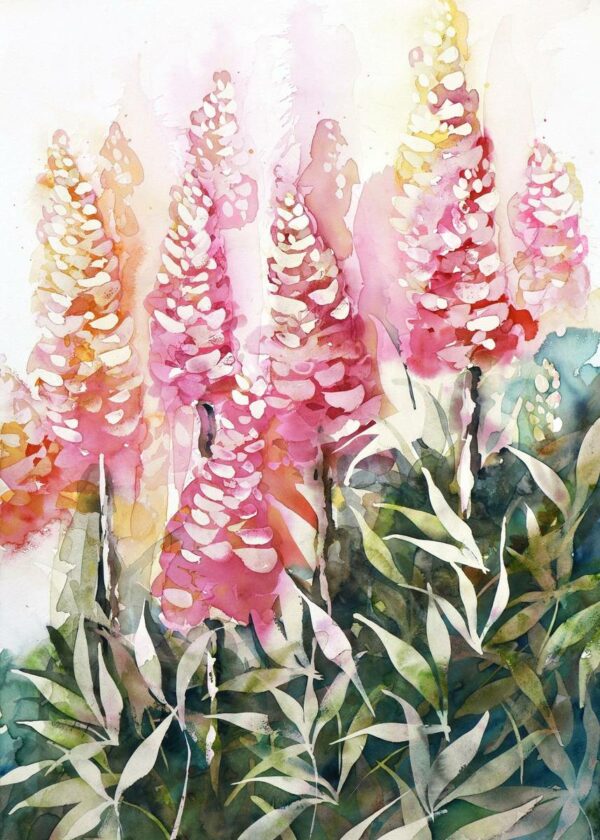 Lupins des montagnes