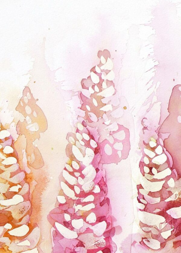Lupins des montagnes – Image 2