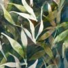 Lupins des montagnes – Image 6
