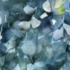 Aurore bleue – Image 2